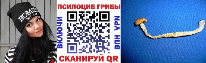 Псилоцибиновые грибы Cubensis  Купить  Безенчук 